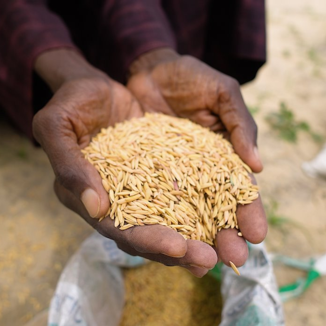 Devastating Climate Threat to Nigeria’s Food Security