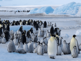Shrinking Ice, Rising Danger: Emperor Penguins in Peril