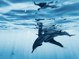 High Seas Havoc The 61 Percent Facing Irreversible Damage