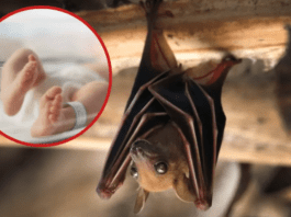 Bat Population Decline Linked to Rise in Infant Deaths