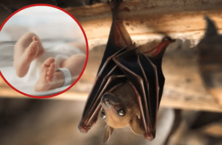 Bat Population Decline Linked to Rise in Infant Deaths