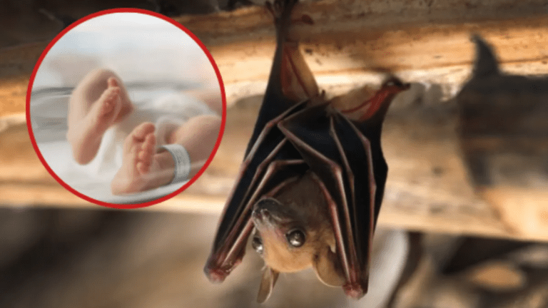 Bat Population Decline Linked to Rise in Infant Deaths