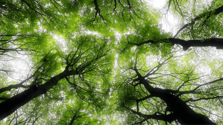 🌳 No Space Left—We’d Need to Turn All of North & Central America into Trees to Offset Big Oil!
