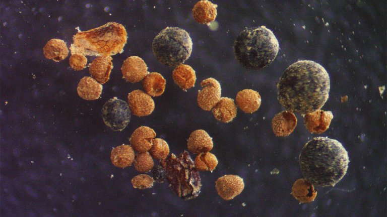 Two Miles Beneath Ice: Fossils Prove Greenland Melted Before—and Could Again