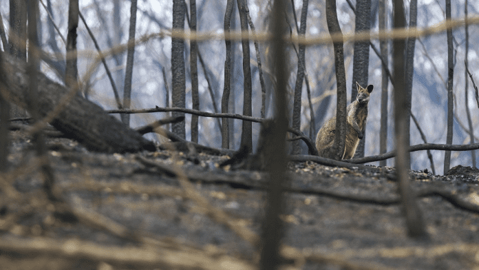 Global warming threatens the survival and carbon role of Australian forests