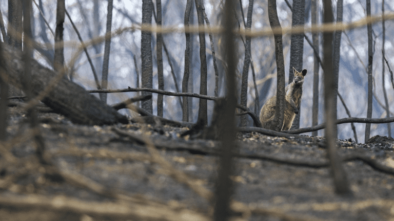 Carbon time bomb: Australia’s tallest forests risk turning from climate saviors to polluters