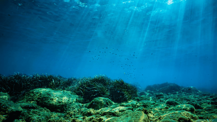 Why protecting the ocean floor is crucial for keeping carbon locked away