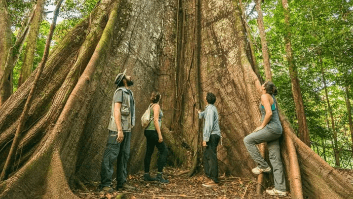Amazon trees are getting thicker as CO2 levels rise in the atmosphere