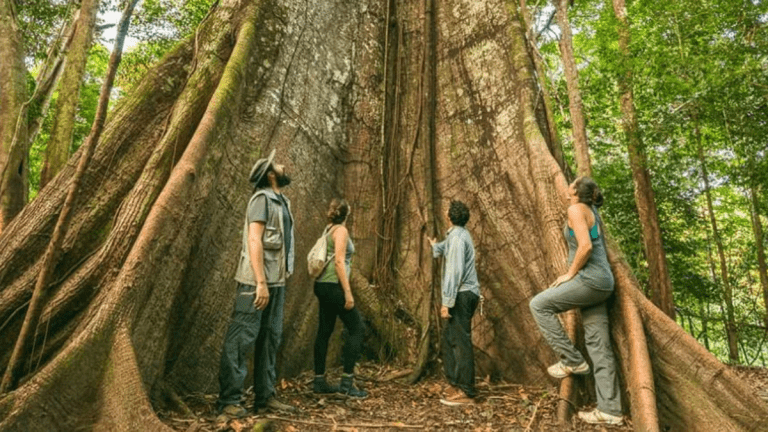 Amazon trees are getting thicker as CO2 levels rise in the atmosphere