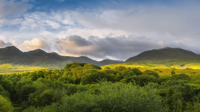 Ireland moves away from monoculture plantations toward nature-led woodlands
