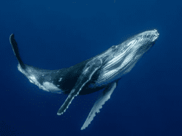 Endangered whales return as decades of ocean protection finally pay off in Nova Scotia Canada’s protected underwater canyon sees endangered whales rebound