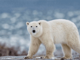 Scientists stunned as polar bears are found changing their DNA in response to Arctic warming Scientists stunned as polar bears are found changing their DNA in response to Arctic warming
