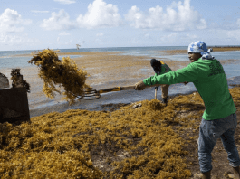 Sargassum movements across the Atlantic reveal sharp climate-driven changes