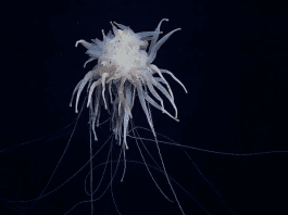 Scientists document 788 deep-sea species in the Clarion-Clipperton Zone amid mining plans