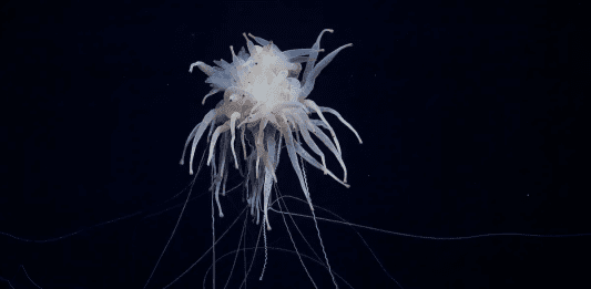 Scientists document 788 deep-sea species in the Clarion-Clipperton Zone amid mining plans