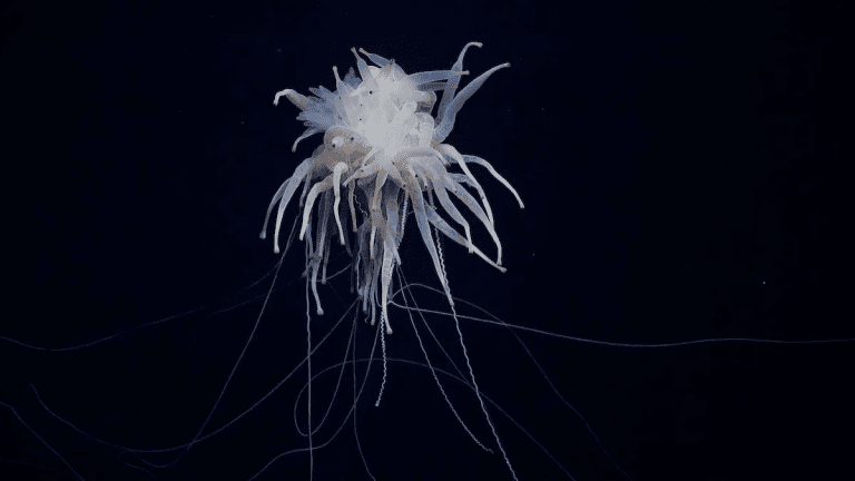 Scientists warn deep-sea mining threatens 788 newly discovered species in the Pacific