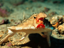 Meet the red-lipped batfish, the unusual Galápagos creature with bright red lips