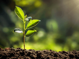 Research reveals a major constraint on nature’s ability to absorb CO₂