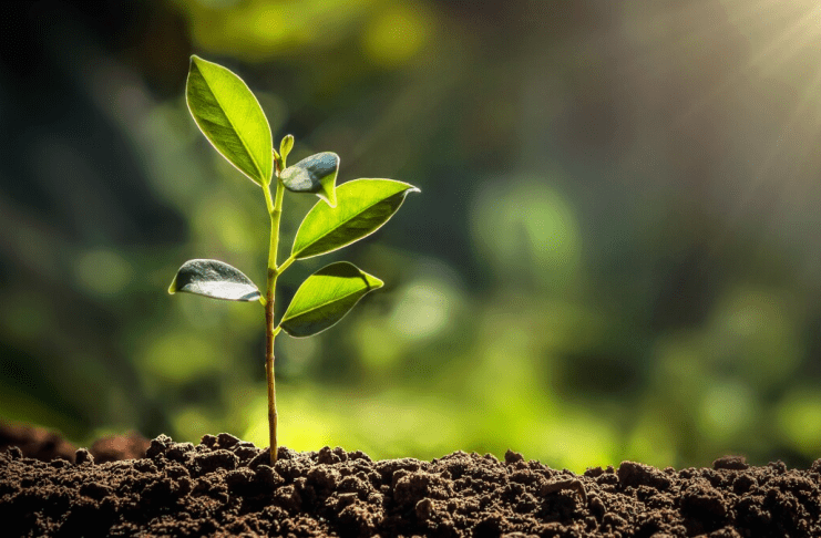 Research reveals a major constraint on nature’s ability to absorb CO₂