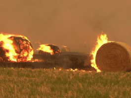 How an extreme heatwave turned bushfires into a national emergency in Australia