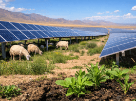 Beneath China’s massive solar farm, an alpine desert is quietly changing